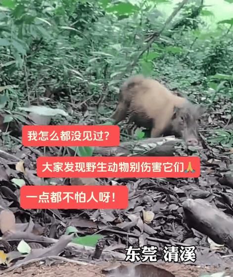 野猪怕什么如何赶野猪,野猪怕什么气味