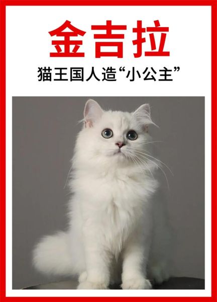 金吉拉多少钱一只猫,金吉拉多少钱一只好养吗