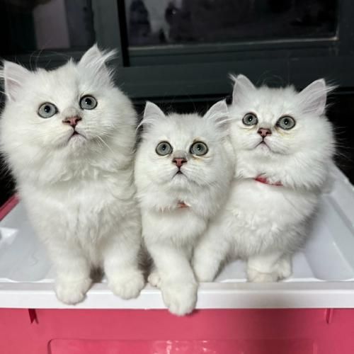 金吉拉多少钱一只猫,金吉拉多少钱一只好养吗