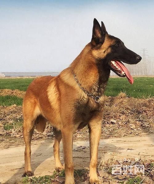 马犬是什么狗品种,马犬是什么狗农村能养吗