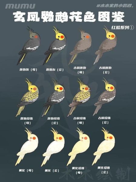 鹦鹉五行属什么属性,鹦鹉五行属什么的