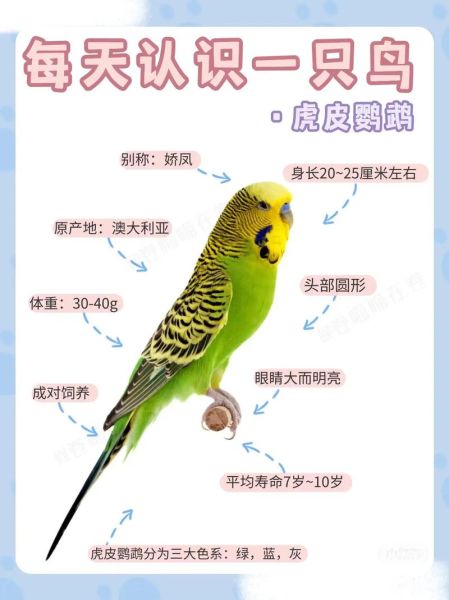 鹦鹉五行属什么属性,鹦鹉五行属什么的