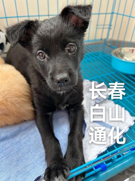 黑狗名字大全可爱,黑狗名字霸气上档次