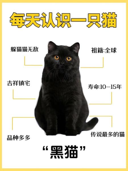 黑猫的名字洋气点招财,黑猫的名字叫什么好听可爱