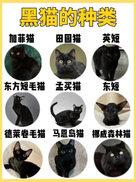 黑猫的名字洋气点招财,黑猫的名字叫什么好听可爱