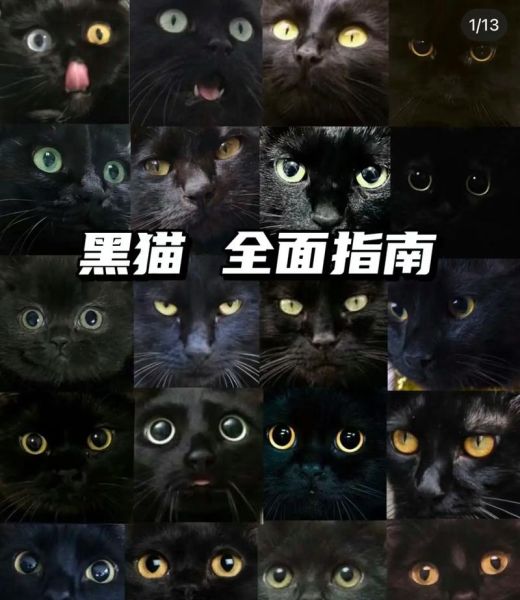 黑猫起名带幸运的名字,黑猫起名字不带黑字