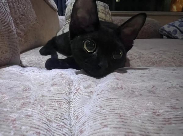 黑猫起名带幸运的名字,黑猫起名字不带黑字