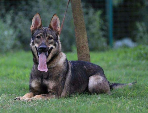 黑背犬多少钱一只啊,黑背犬价格多少钱一只