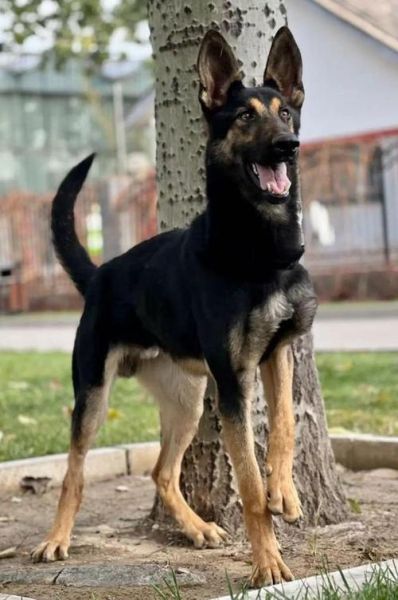 黑背犬多少钱一只啊,黑背犬价格多少钱一只