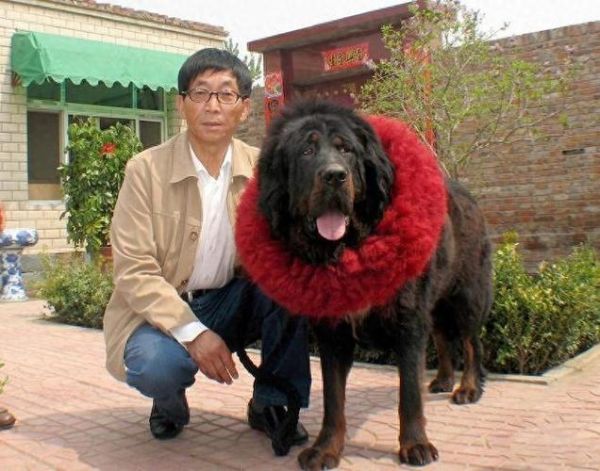 藏獒价格多少钱,藏獒价格崩盘