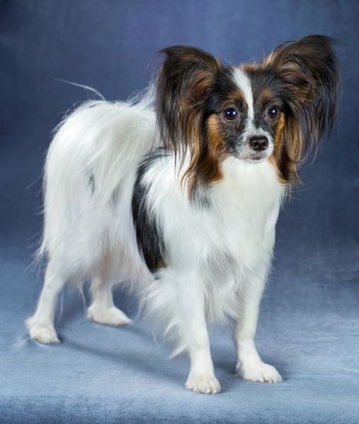 蝴蝶犬价格多少,蝴蝶犬价格200左右