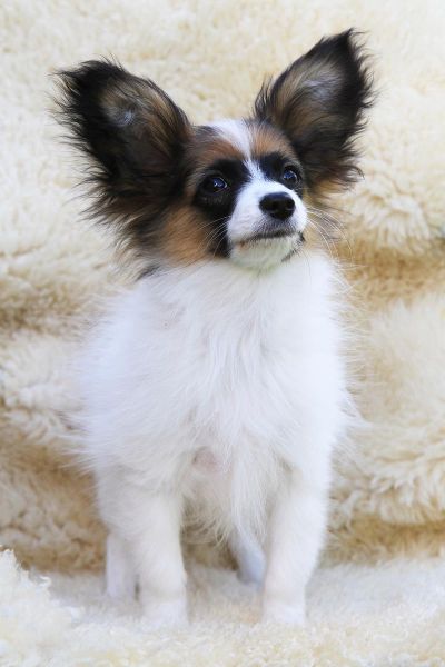 蝴蝶犬价格多少,蝴蝶犬价格200左右