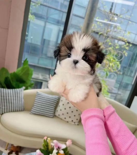 西施犬价格多少钱一只小型犬一般幼犬20000元,西施犬价格多少钱一只