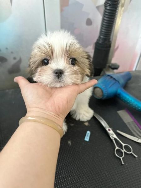 西施犬价格多少钱一只小型犬一般幼犬20000元,西施犬价格多少钱一只