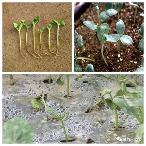 西瓜种植方法与时间,西瓜种植方法和技术全过程