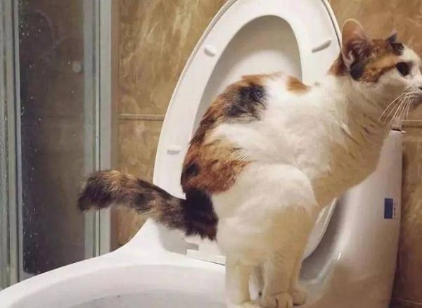 踩猫屎代表什么预兆,踩猫尾巴