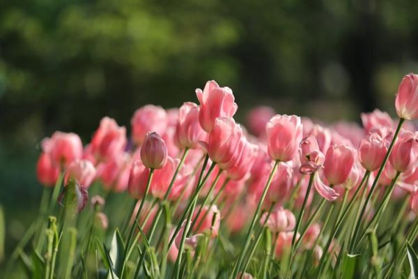 郁金香花季啥时候,郁金香花季花期