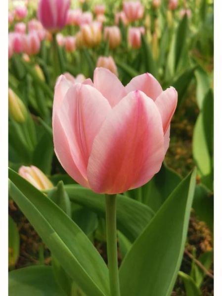 郁金香花季啥时候,郁金香花季花期