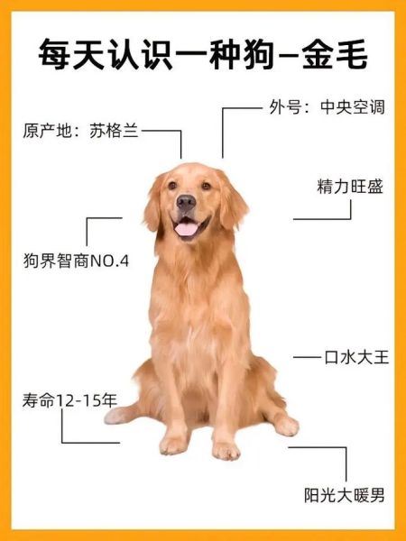 金毛狗名字大全可爱,金毛狗名字大全霸气男狗