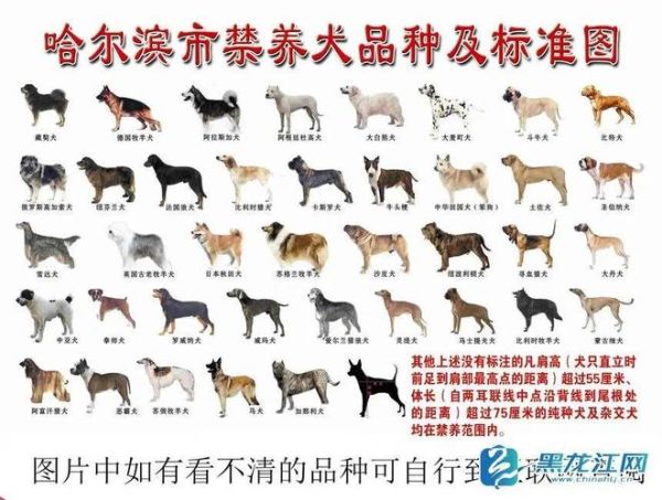 阿富汗犬价值多少,阿富汗犬价格表