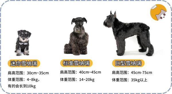 雪纳瑞怎么训练大小便,雪纳瑞品相怎么看好坏