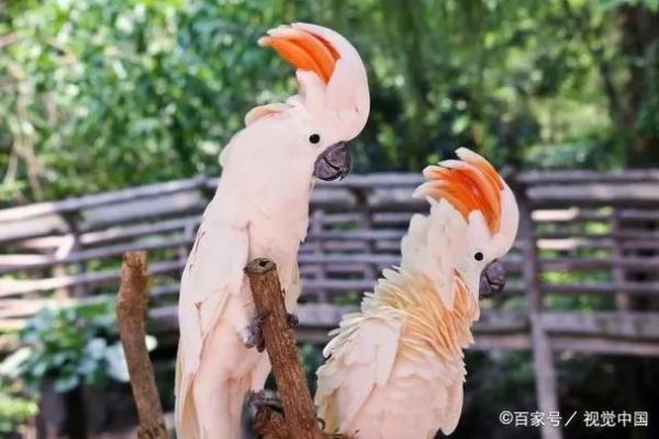 鲑色凤头鹦鹉图片,鲑色凤头鹦鹉智商排名