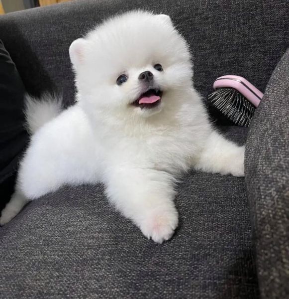黄色博美和白色博美哪个好,黄色博美和白色博美能配吗