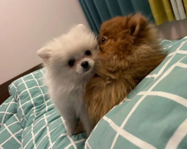 黄色博美和白色博美哪个好,黄色博美和白色博美能配吗