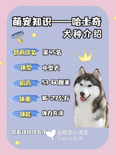 哈士奇性格怎么样,哈士奇性格特点和缺点