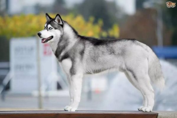 哈士奇犬是什么犬,哈士奇是什么品种的狗啊