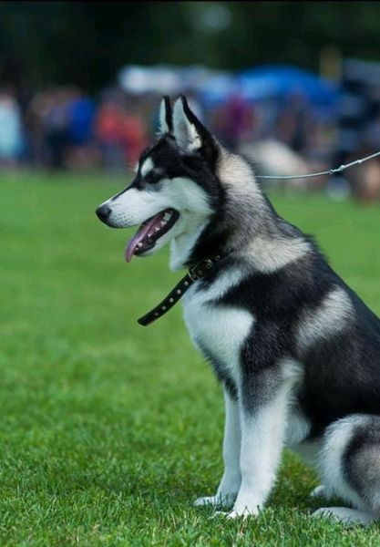 哈士奇犬是什么犬,哈士奇是什么品种的狗啊