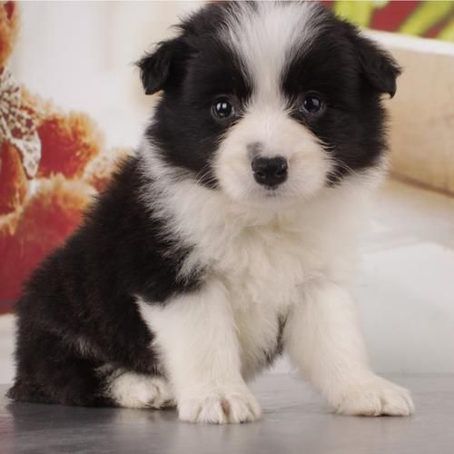 哪里有卖边境牧羊犬狗的,哪里有卖边境牧羊犬的