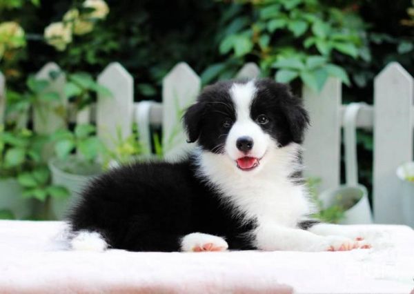 哪里有卖边境牧羊犬狗的,哪里有卖边境牧羊犬的
