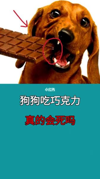 喂狗吃巧克力会怎样,喂狗吃巧克力死了