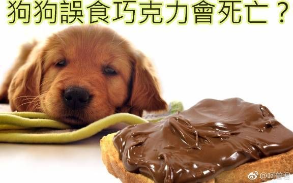 喂狗吃巧克力会怎样,喂狗吃巧克力死了