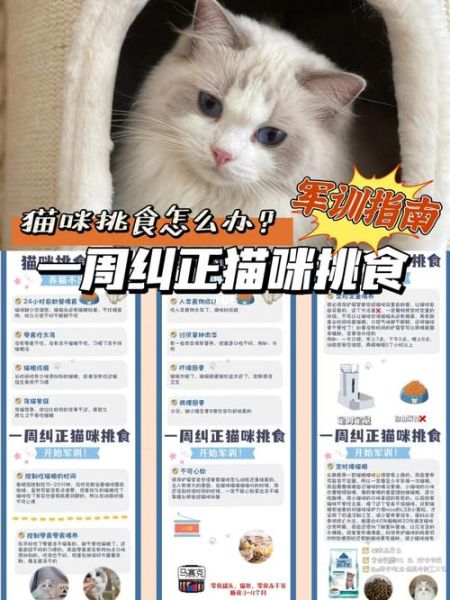喂食时间电影,猫咪定时定量喂食时间