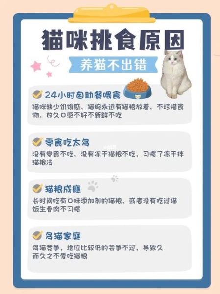 喂食时间电影,猫咪定时定量喂食时间