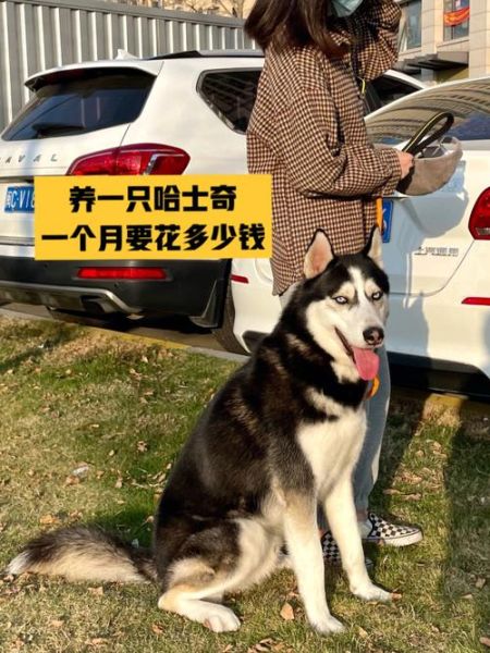 四川哈士奇多少钱一只,成都哈士奇价格走势
