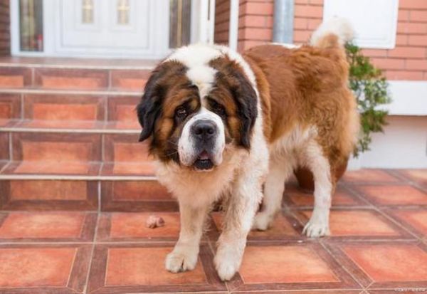 圣伯纳犬价格多少钱一只,圣伯纳犬图片