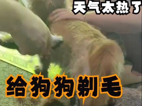 夏天给狗狗剃毛降温有用吗蚂蚁庄园,夏天给狗狗剃光毛有助于给狗狗降温吗