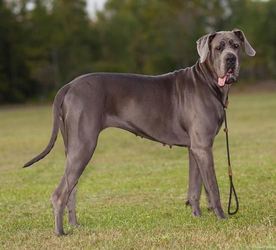大丹犬价格多少钱一只,大丹犬价格2000,大丹犬价格幼犬价格