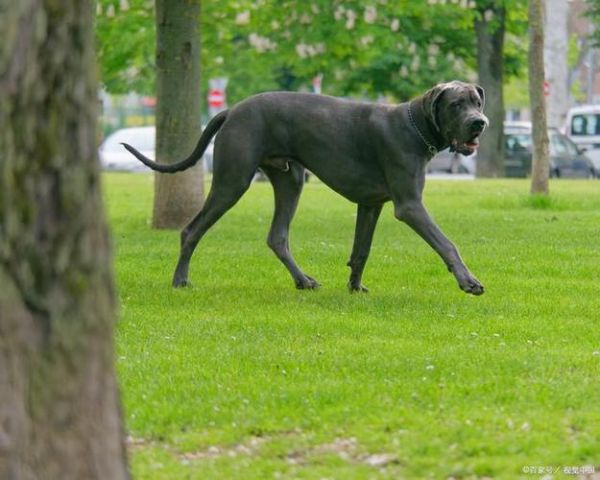 大丹麦犬的图片,大丹麦犬马马杜