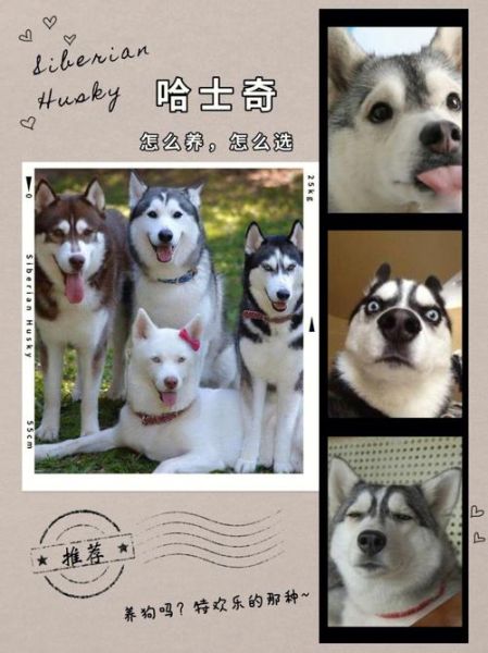 天津哈士奇属于禁养犬吗,天津哈士奇机器人