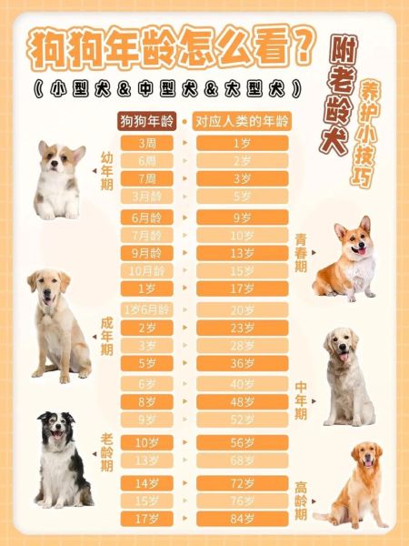 如何养狗狗可以长寿,养狗狗的基础知识