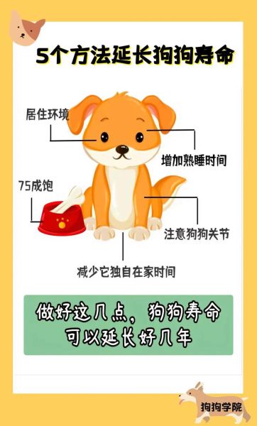 如何养狗狗可以长寿,养狗狗的基础知识