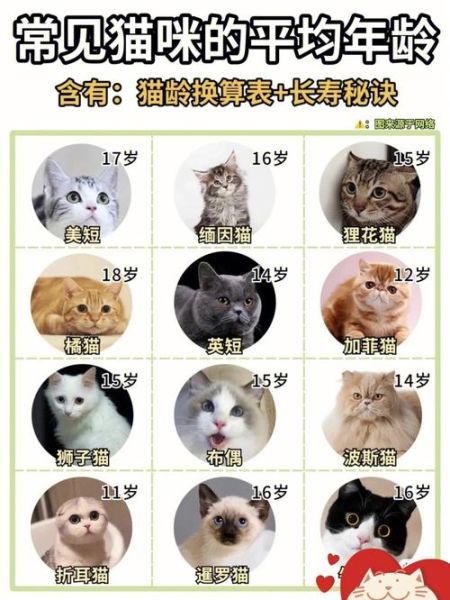 宠物猫的寿命最长能活多少年,猫的寿命最长能活多少年呀