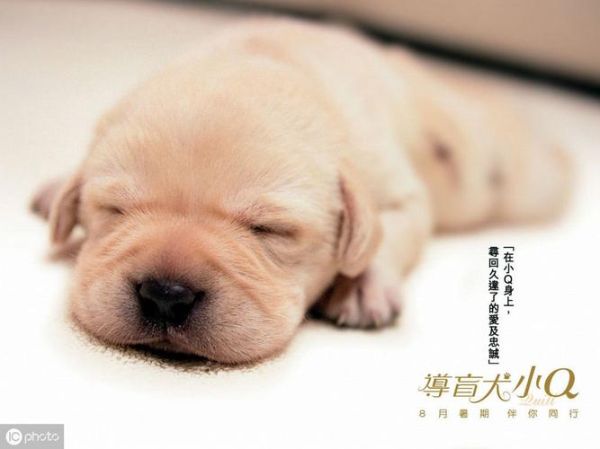 导盲犬小q中国版百度百科,导盲犬小q和小q的区别