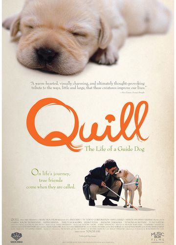 导盲犬小q中国版百度百科,导盲犬小q和小q的区别