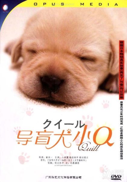 小q导盲犬几只狗拍的,导盲犬小q中国版百度百科
