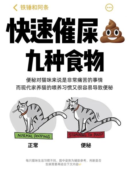 小猫便秘怎么办最快通便,猫便秘吃什么排便快